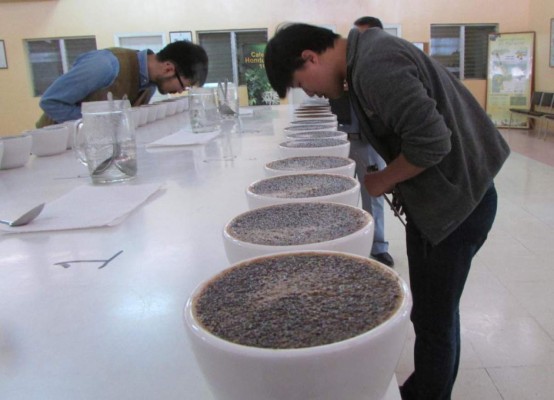 Coreanos buscan comprar café de fincas de El Paraíso