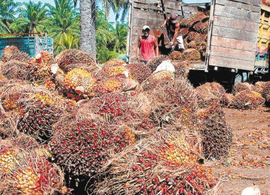 Exportación de aceite de palma africana cayó 30.5%