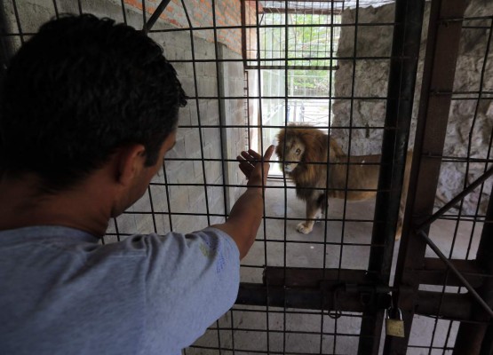 Javier y Simba: Amistad entre garras en el zoológico de la capital hondureña