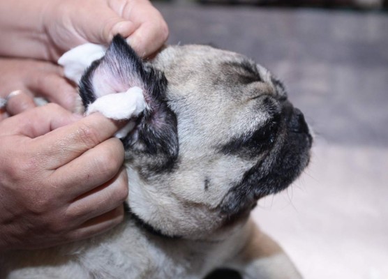 Evite problemas en los oídos de su mascota