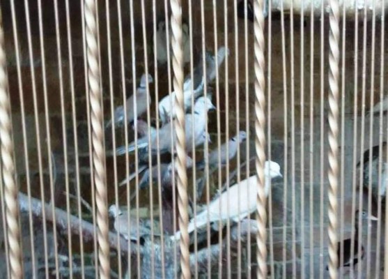 Honduras: Un zoológico fue hallado en mansión de San Pedro Sula