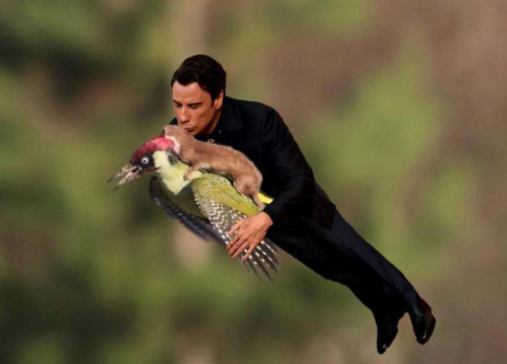 El pájaro y la comadreja no se salvaron de los memes