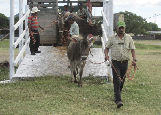 Choluteca está lista para exhibir su poderío ganadero