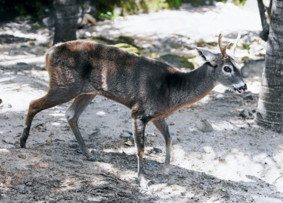 Un vistazo a nuestra fauna nacional