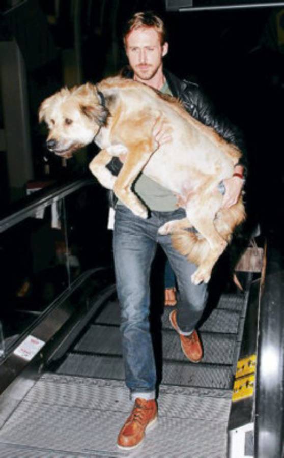 Estrellas que lo dan todo por los perros abandonados