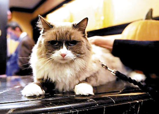 Policía Sanitaria obliga a famosa gata a llevar correa