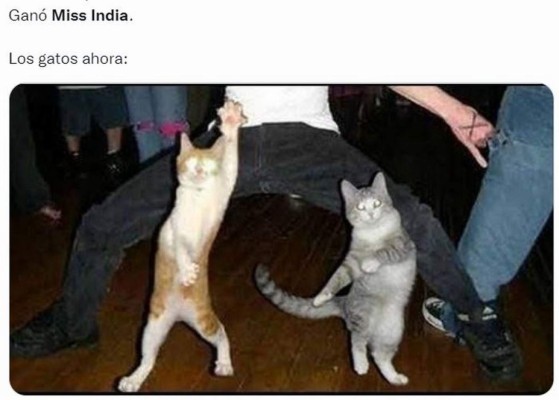 Memes que dejó el 'miau' de Harnaaz Sandhu en ceremonia de Miss Universo