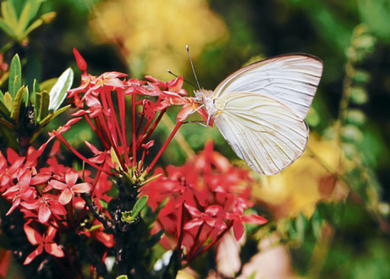 Jardín Botánico Rittenhouse: un paseo por la naturaleza