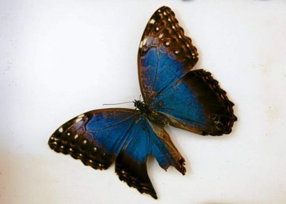 Un viaje al mundo de las mariposas