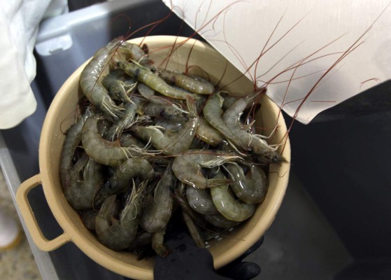 Facturación amenaza exportación de camarón