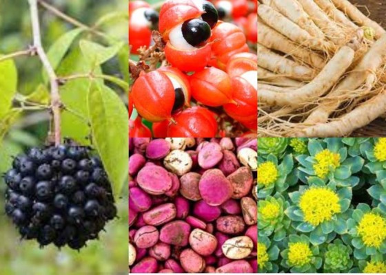 Cinco plantas eficaces para combatir el cansancio y el estrés