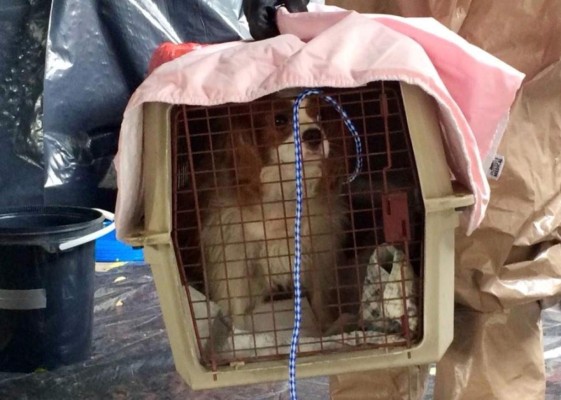 Perro de enfermera de Dallas da negativo por ébola