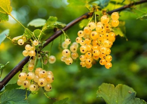 15 frutas que debes consumir para cuidar tu salud