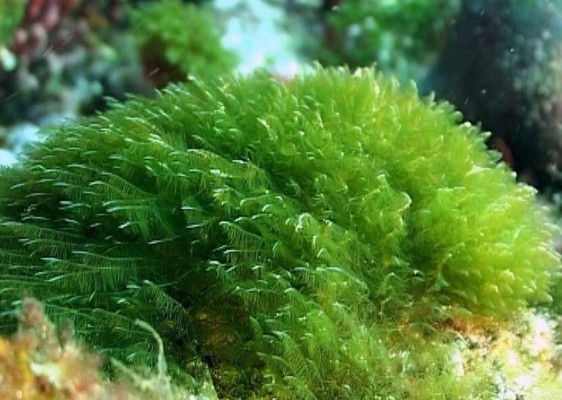 La nube de polvo del Sahara y sus múltiples beneficios para la vegetación