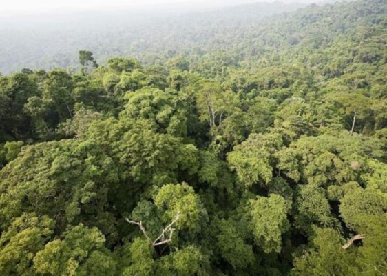 La nube de polvo del Sahara y sus múltiples beneficios para la vegetación