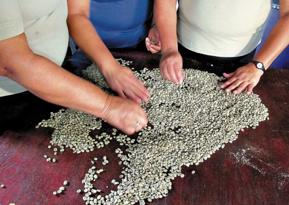 Plantaciones de café contribuyen a parar deforestación en biósfera