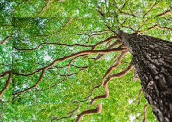 La nube de polvo del Sahara y sus múltiples beneficios para la vegetación