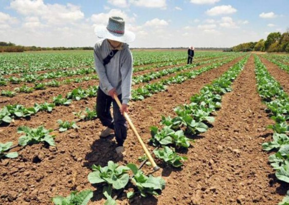 La nube de polvo del Sahara y sus múltiples beneficios para la vegetación