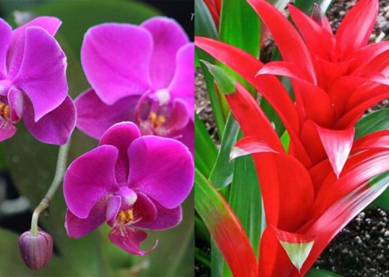 La nube de polvo del Sahara y sus múltiples beneficios para la vegetación