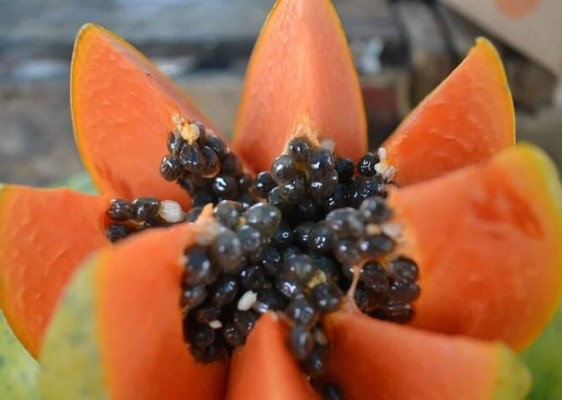 20 beneficios de la papaya y la importancia de incluirla en tu dieta