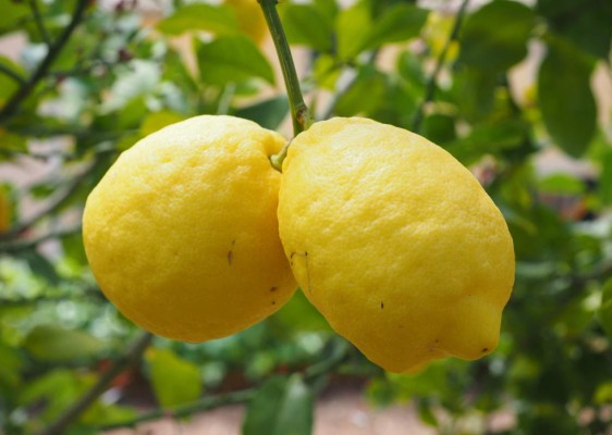 El limón tiene un gran poder bactericida. Foto Canva.