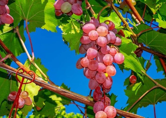 15 frutas que debes consumir para cuidar tu salud