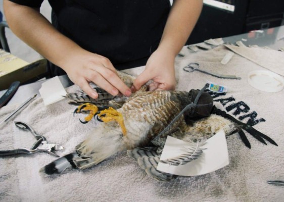 Trasplantan plumas a gavilán en El Salvador&nbsp;&nbsp;