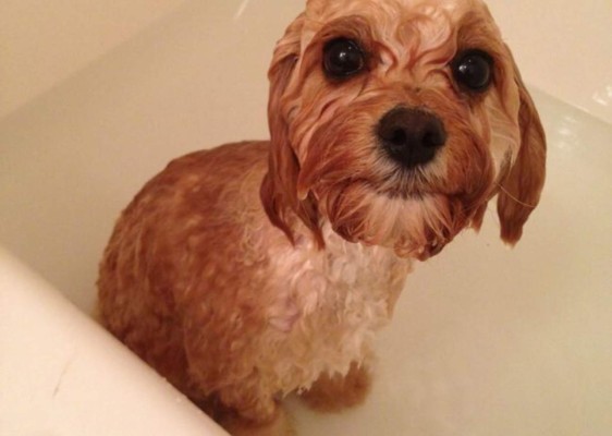 15 trucos poderosos con café para tu rutina de belleza y cuidado del hogar