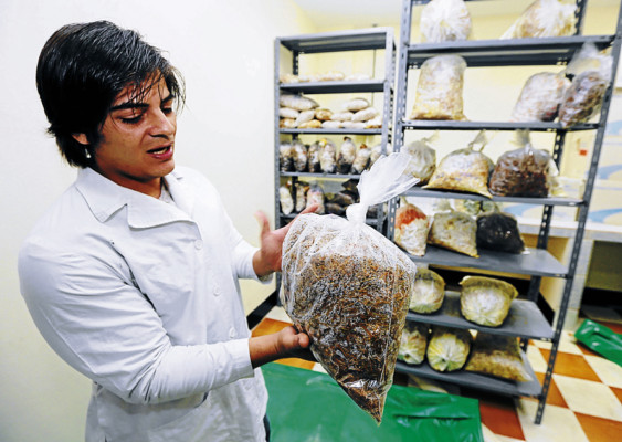 Cultivan hongos para saciar el hambre y sanar