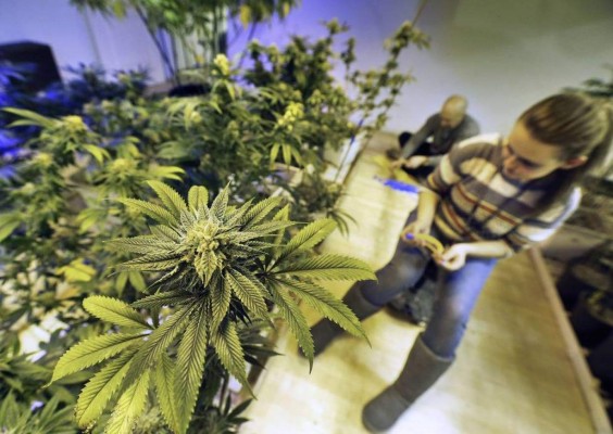 Niña con epilepsia inicia inédito tratamiento a base de marihuana &nbsp;&nbsp;
