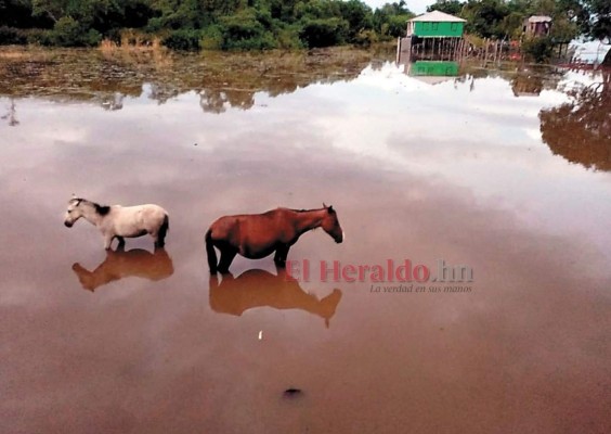 Dos caballos sobrevivieron a las fuertes inundaciones provocadas por la tormenta Iota en Gracias a Dios.