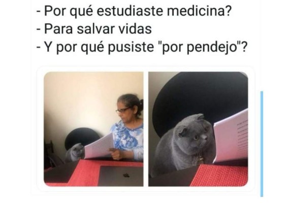 Divertidos memes del gato regañado que invaden las redes