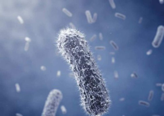 Wyoming confirma primer caso de rabia humana