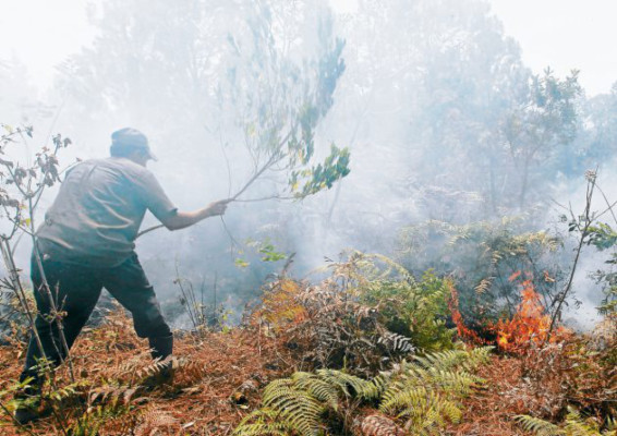 Una semana sin incendios forestales