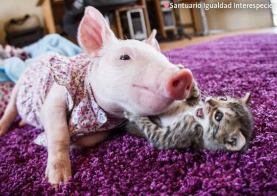 Insólita amistad entre una gata y una cerdita