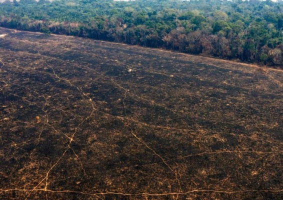 Animales muertos y bosques en cenizas: Las fotos de Amazonia en llamas