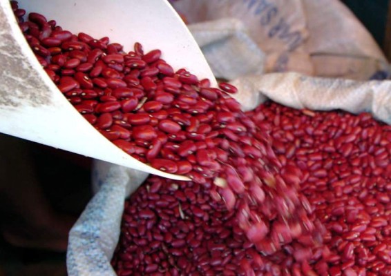 En 30 días se termina frijol etíope en Honduras