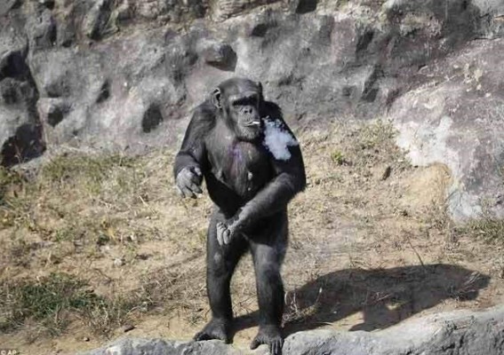 Azalea, el chimpancé que fuma 20 cigarrillos al día para divertir a los visitantes