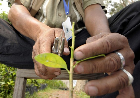 Don Ceferino, el jardinero que le habla a las plantas