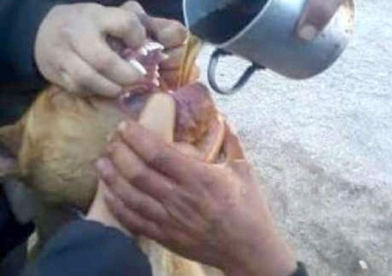 Horror: alcoholizan y violan a perro y lo suben a Facebook