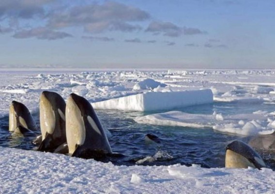 China acepta proteger el mar de Ross en la Antártida  