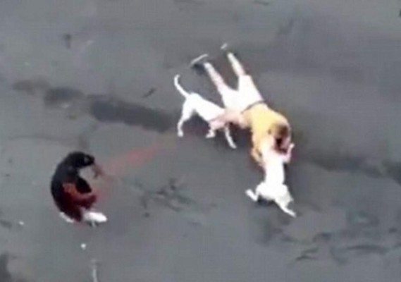 Perros pitbull atacan y mutilan a una persona en Nueva York&nbsp;&nbsp;