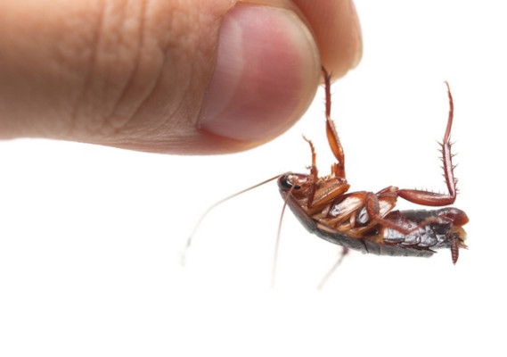 Alertan en Nueva York de cucaracha resistente al frío