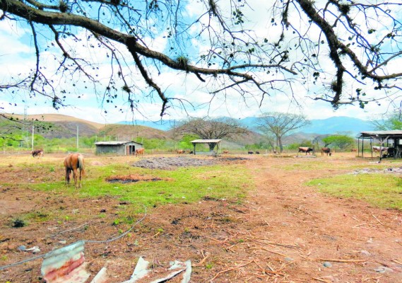 Escuela normal de Comayagua producirá 3,000 quintales de maíz
