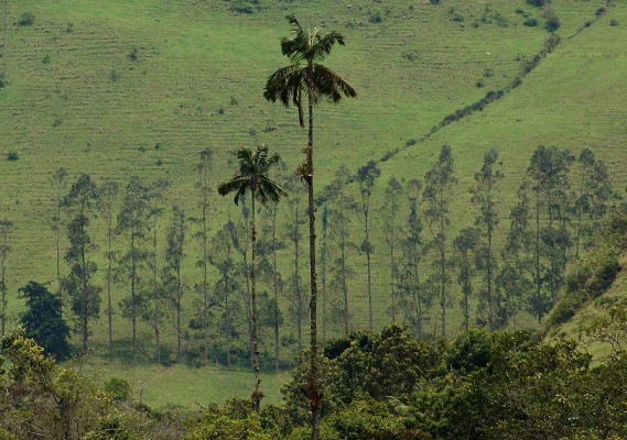 del valle de Cocora