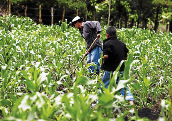 Productores piden 370 lempiras por quintal de maíz