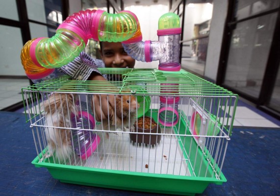 Hámster, mascota pequeña y amigable