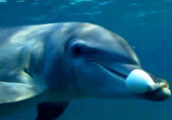 Los delfines se drogan con la toxina de los peces globo