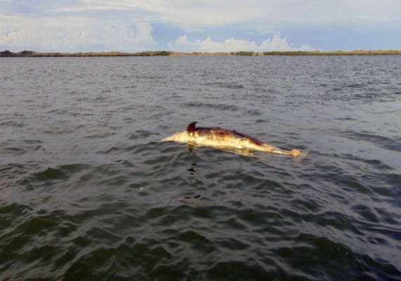Aparecen muertos 21 delfines, 11 tortugas y lobos marinos en playa de México