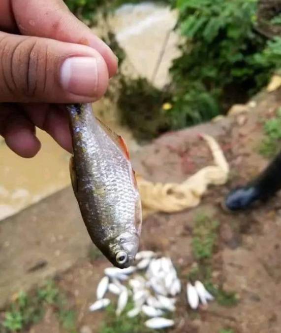 Tradicional lluvia de peces sorprende a los pobladores de Yoro